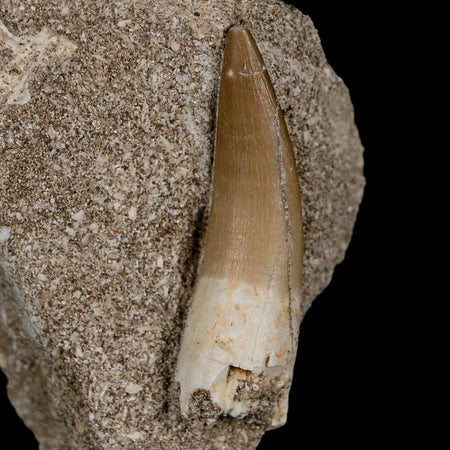 1.8" Plesiosaur Zarafasaura Tooth Fossil In Matrix Cretaceous Dinosaur Era COA