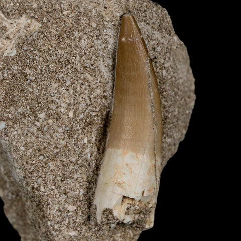 1.8" Plesiosaur Zarafasaura Tooth Fossil In Matrix Cretaceous Dinosaur Era COA