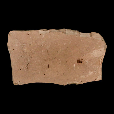 2.7" Rare Fossil Pistillate Cone Metasequoia Dawn Redwood Oligocene Age MT COA - Fossil Age Minerals