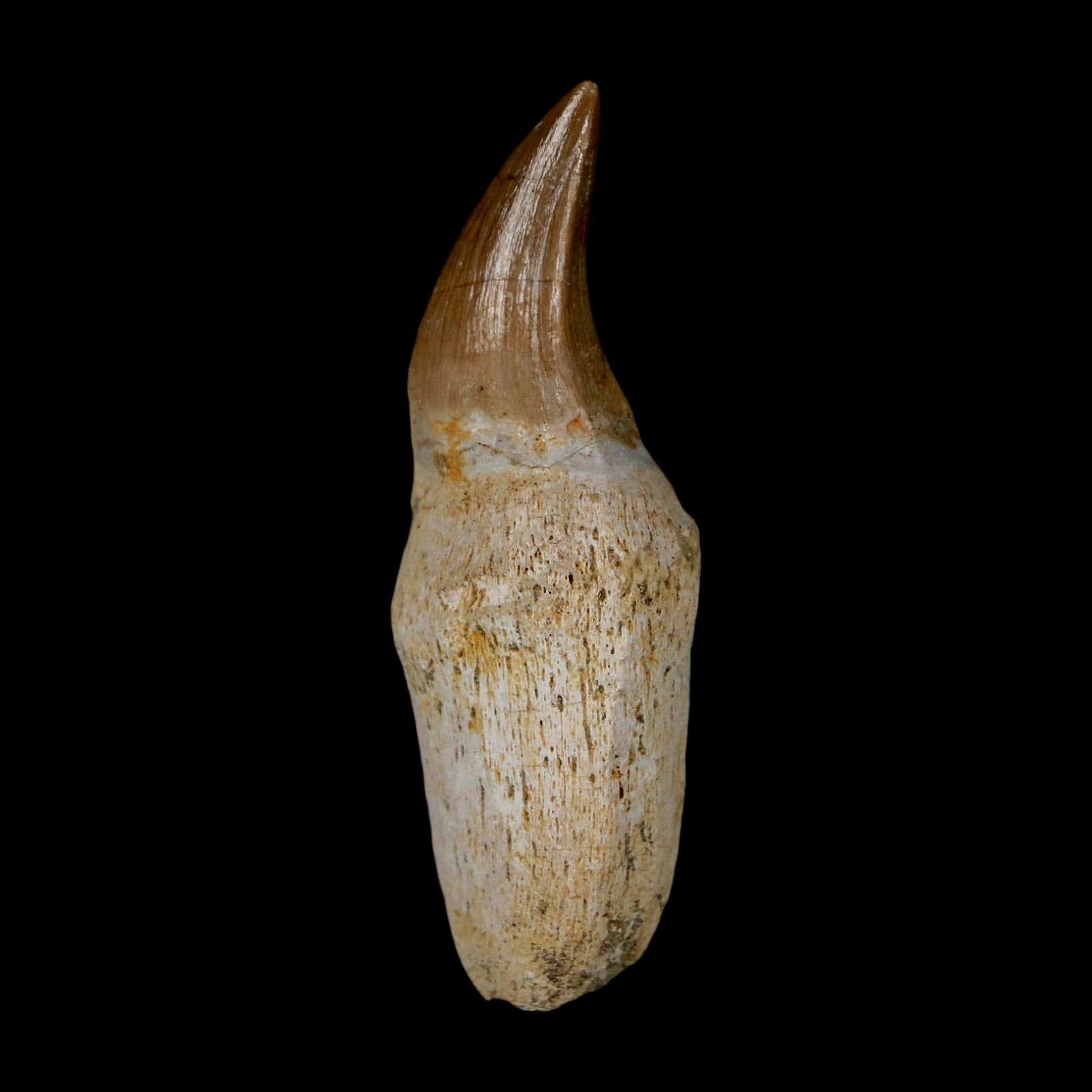 2" Mosasaur Eremiasaurus Fossil Tooth Rooted Cretaceous Dinosaur Era COA - Fossil Age Minerals