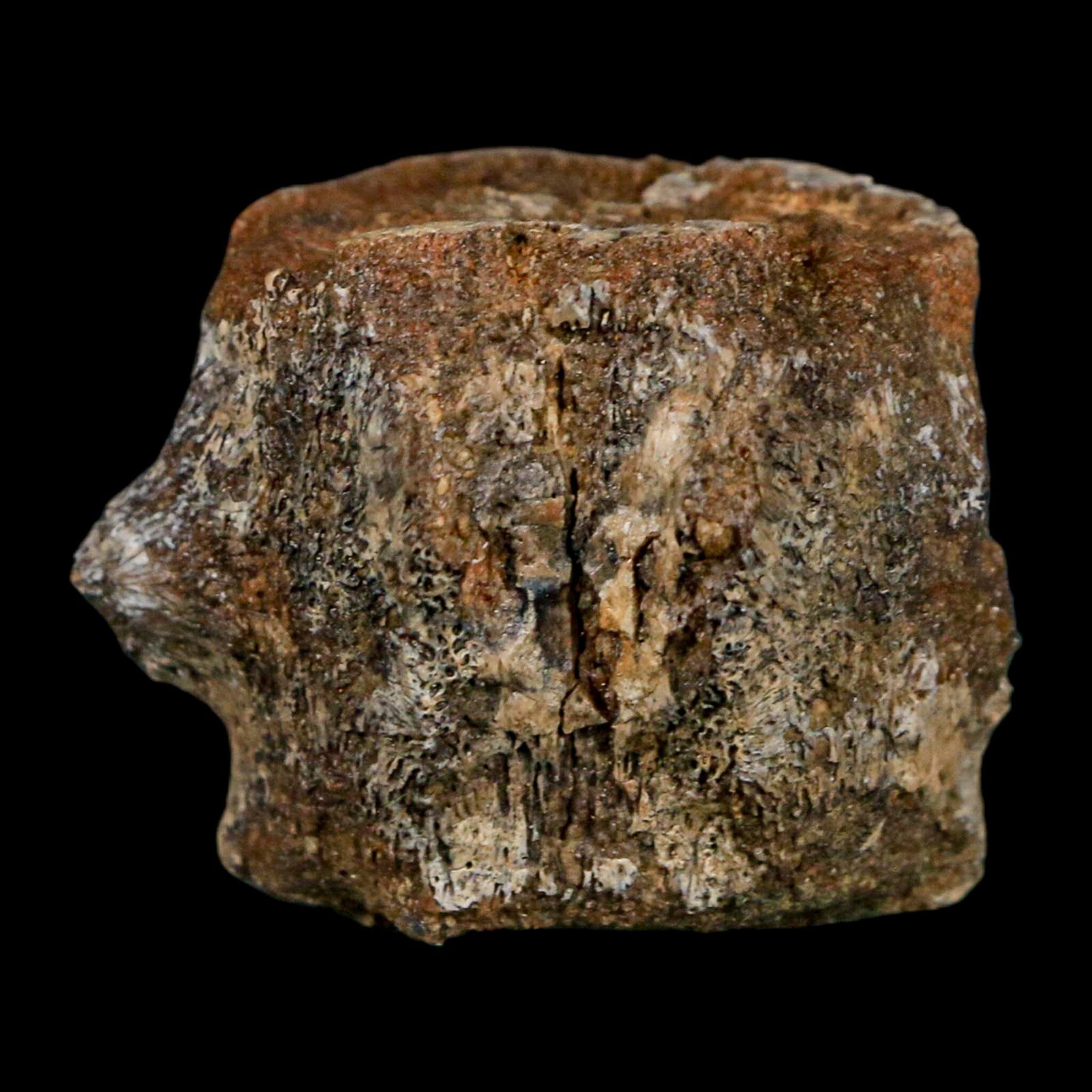 1.6" Hadrosaurus Fossil Tail Vertebrae Aguja FM Texas Dinosaur Cretaceous COA Stand - Fossil Age Minerals