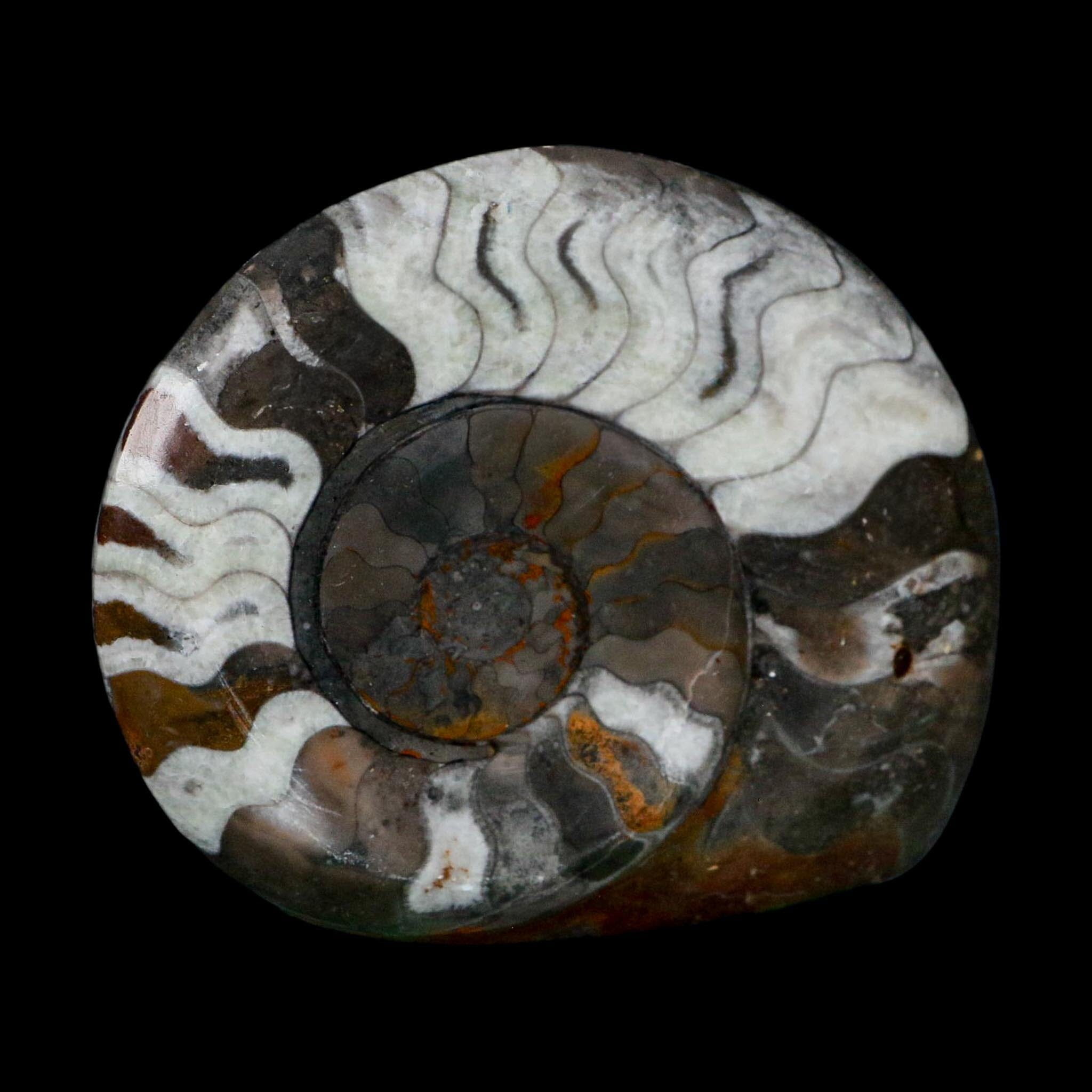 4.2" Goniatite Ammonite Fossil Polished Morocco Devonian Age COA