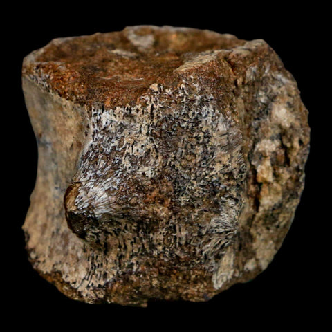 1.6" Hadrosaurus Fossil Tail Vertebrae Aguja FM Texas Dinosaur Cretaceous COA Stand - Fossil Age Minerals