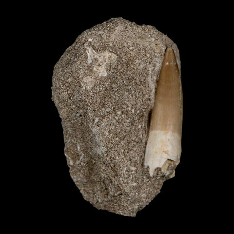 1.8" Plesiosaur Zarafasaura Tooth Fossil In Matrix Cretaceous Dinosaur Era COA