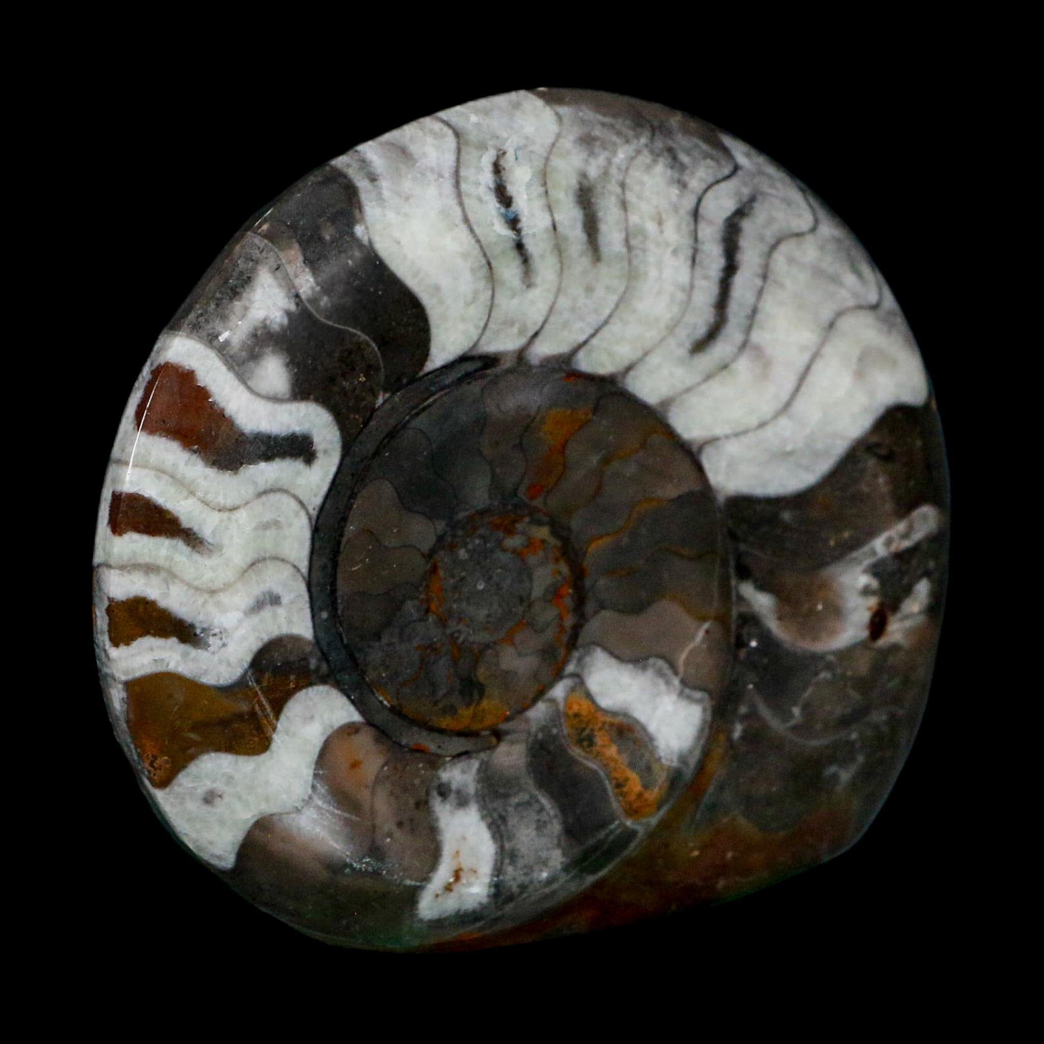 4.2" Goniatite Ammonite Fossil Polished Morocco Devonian Age COA