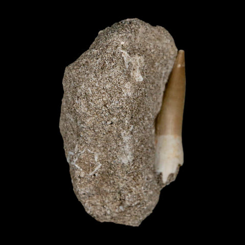 1.8" Plesiosaur Zarafasaura Tooth Fossil In Matrix Cretaceous Dinosaur Era COA