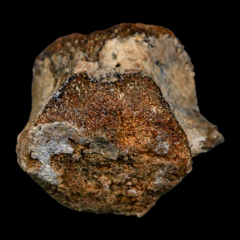 1.6" Hadrosaurus Fossil Tail Vertebrae Aguja FM Texas Dinosaur Cretaceous COA Stand - Fossil Age Minerals