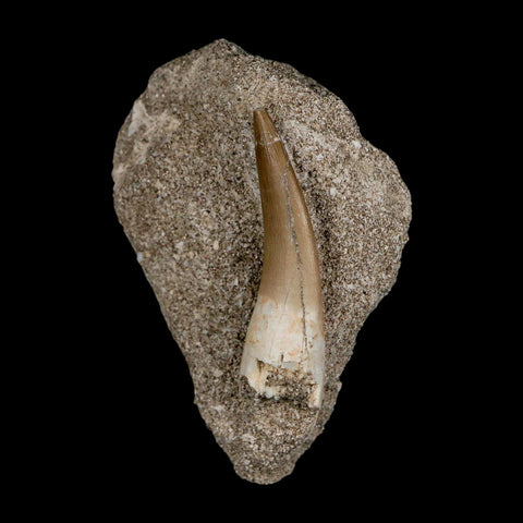 1.8" Plesiosaur Zarafasaura Tooth Fossil In Matrix Cretaceous Dinosaur Era COA