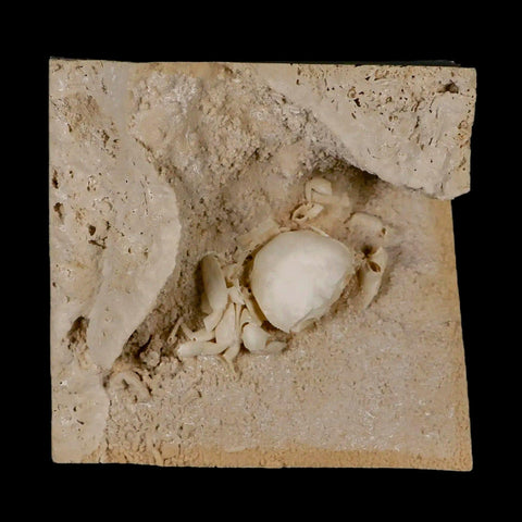 2.3" Potaman Sp Fossil Freshwater Crab In Travertine Denizli Basin Southwest Turkey - Fossil Age Minerals
