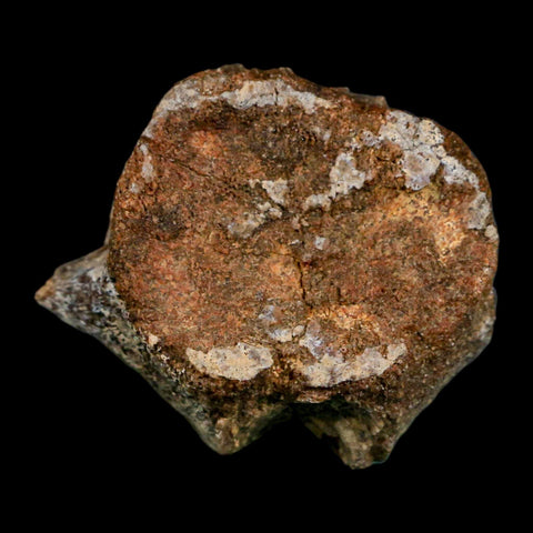 1.6" Hadrosaurus Fossil Tail Vertebrae Aguja FM Texas Dinosaur Cretaceous COA Stand - Fossil Age Minerals