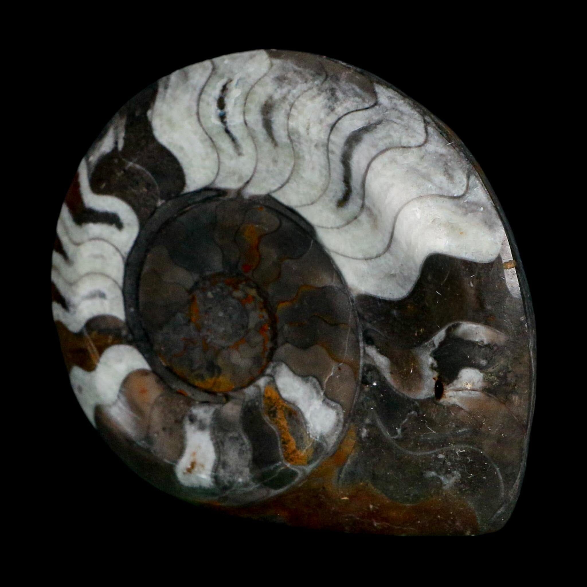 4.2" Goniatite Ammonite Fossil Polished Morocco Devonian Age COA
