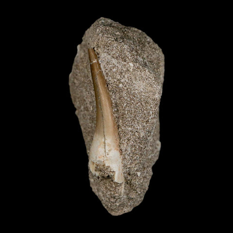 1.8" Plesiosaur Zarafasaura Tooth Fossil In Matrix Cretaceous Dinosaur Era COA