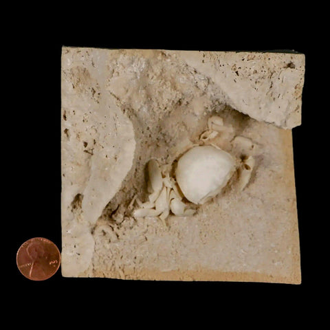 2.3" Potaman Sp Fossil Freshwater Crab In Travertine Denizli Basin Southwest Turkey - Fossil Age Minerals