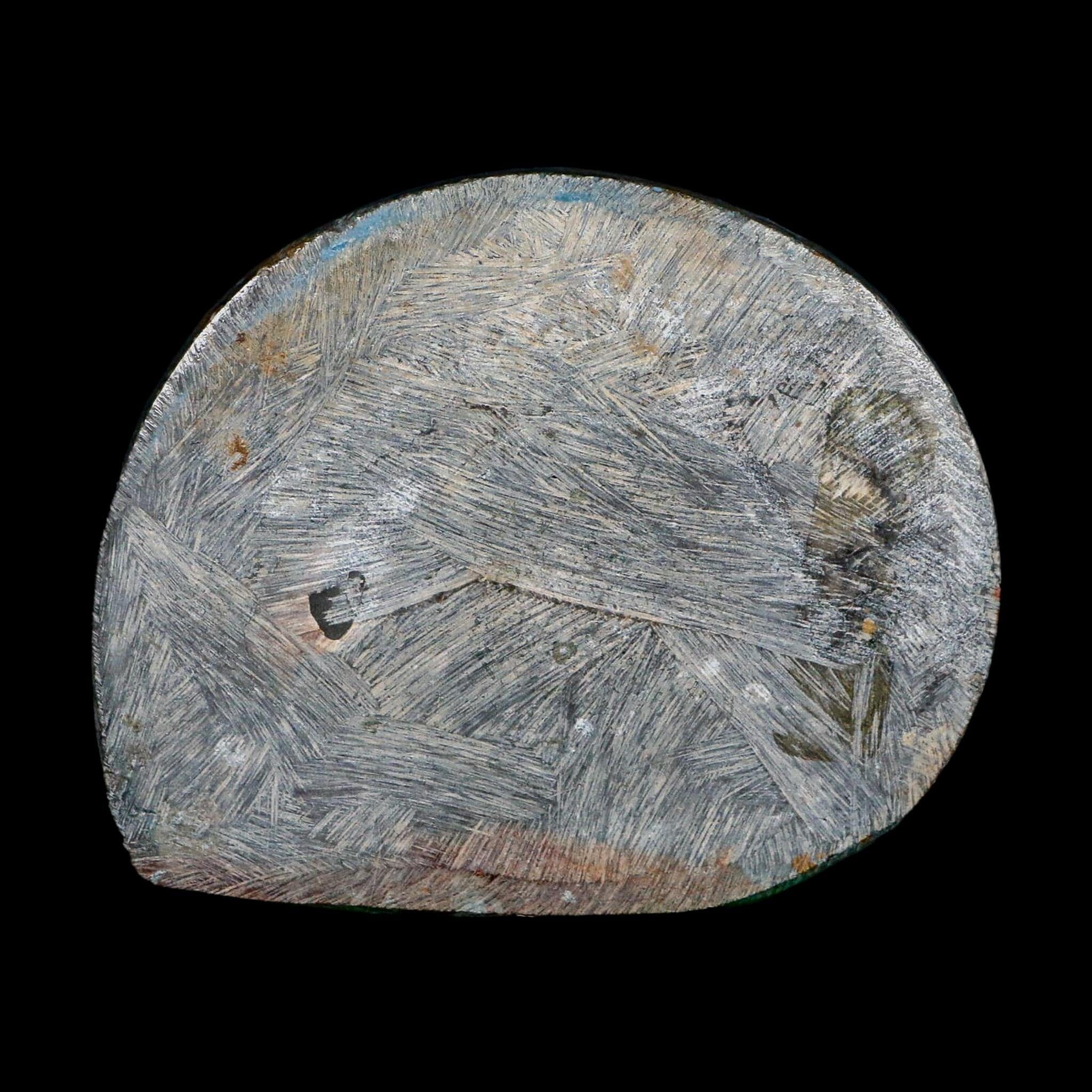 4.2" Goniatite Ammonite Fossil Polished Morocco Devonian Age COA