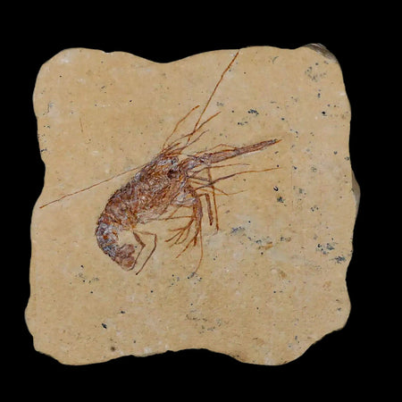 2.5" Fossil Shrimp Carpopenaeus Cretaceous Age 100 Mil Yrs Old Lebanon COA