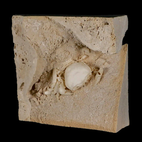 2.3" Potaman Sp Fossil Freshwater Crab In Travertine Denizli Basin Southwest Turkey - Fossil Age Minerals