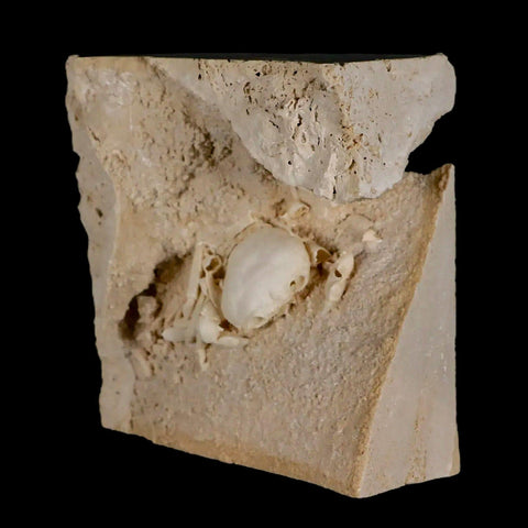 2.3" Potaman Sp Fossil Freshwater Crab In Travertine Denizli Basin Southwest Turkey - Fossil Age Minerals