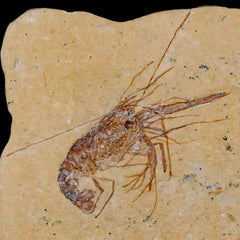 Fossil Shrimp Lebanon