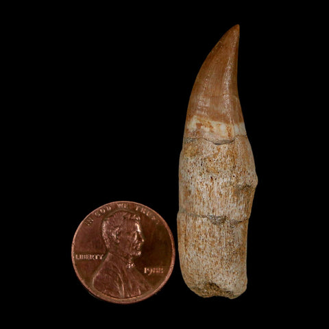 2" Mosasaur Eremiasaurus Fossil Tooth Rooted Cretaceous Dinosaur Era COA
