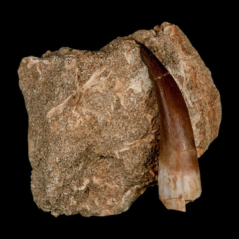 XL 2.1" Plesiosaur Zarafasaura Tooth Fossil In Matrix Cretaceous Dinosaur Era COA