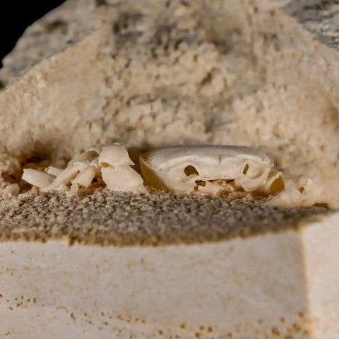 2.3" Potaman Sp Fossil Freshwater Crab In Travertine Denizli Basin Southwest Turkey - Fossil Age Minerals