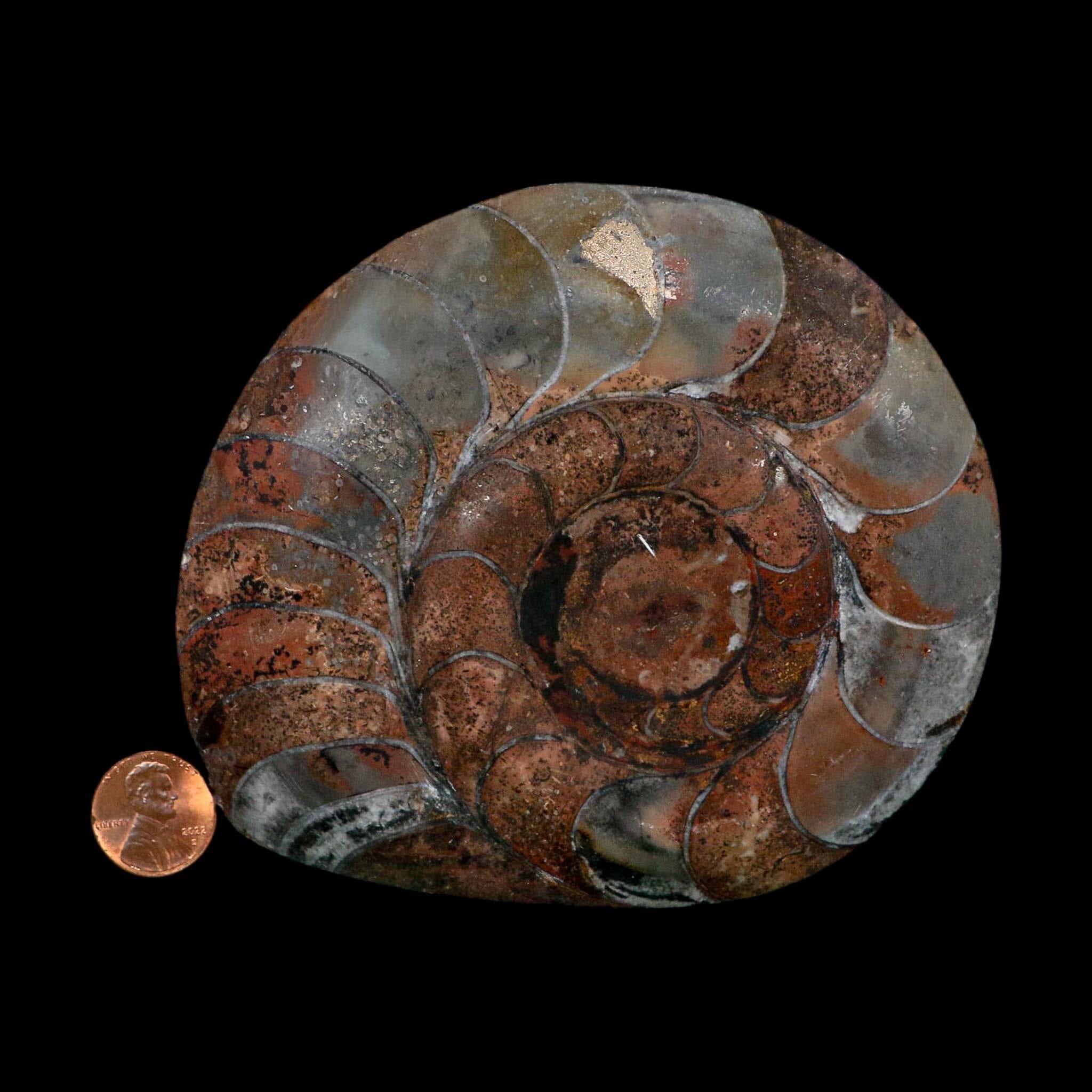 4.6" Goniatite Ammonite Fossil Polished Morocco Devonian Age COA