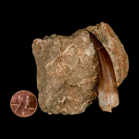 XL 2.1" Plesiosaur Zarafasaura Tooth Fossil In Matrix Cretaceous Dinosaur Era COA