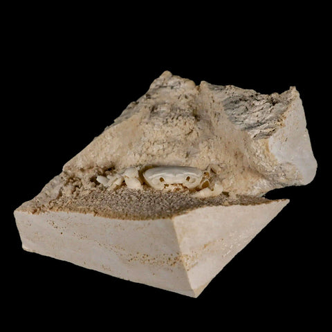 2.3" Potaman Sp Fossil Freshwater Crab In Travertine Denizli Basin Southwest Turkey - Fossil Age Minerals