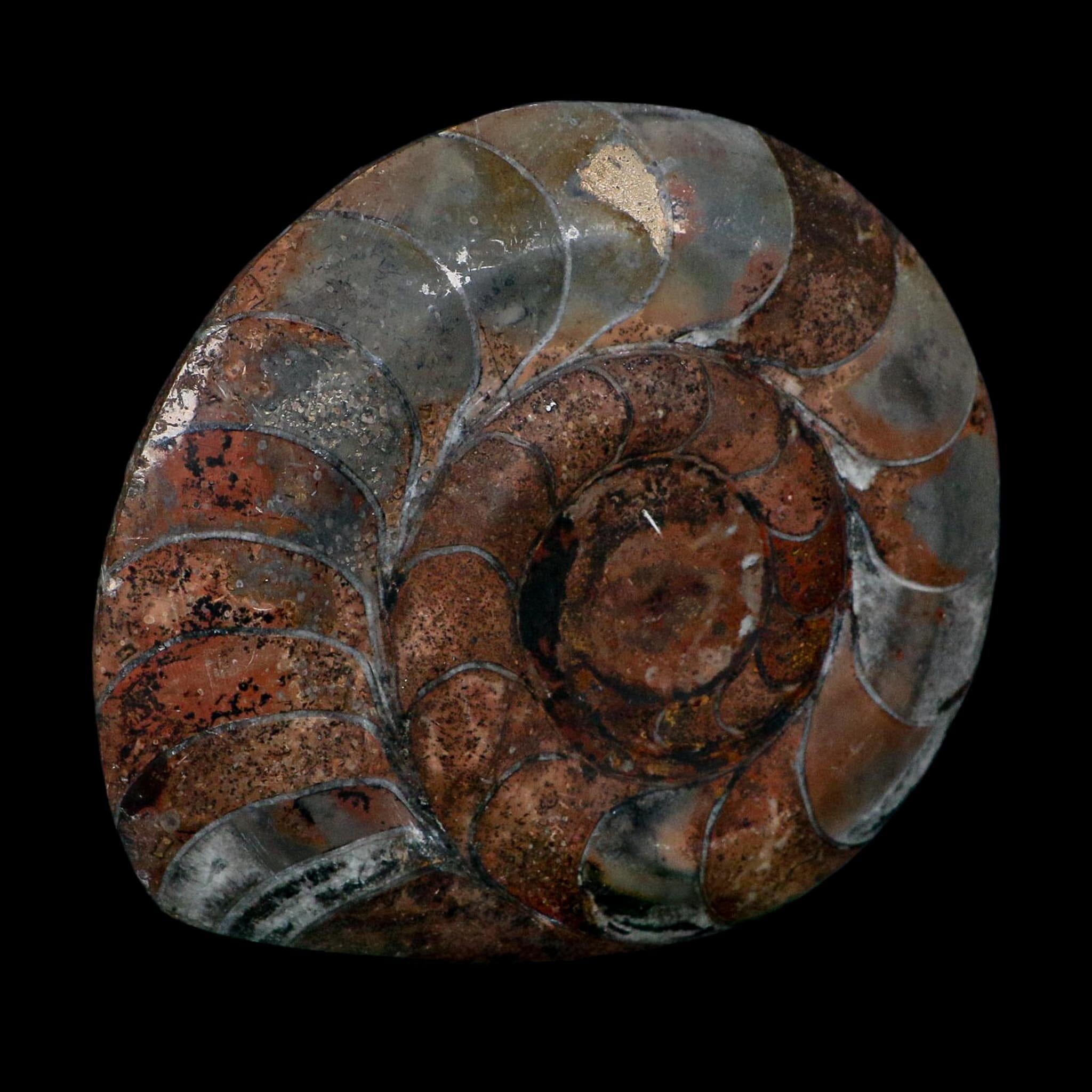 4.6" Goniatite Ammonite Fossil Polished Morocco Devonian Age COA