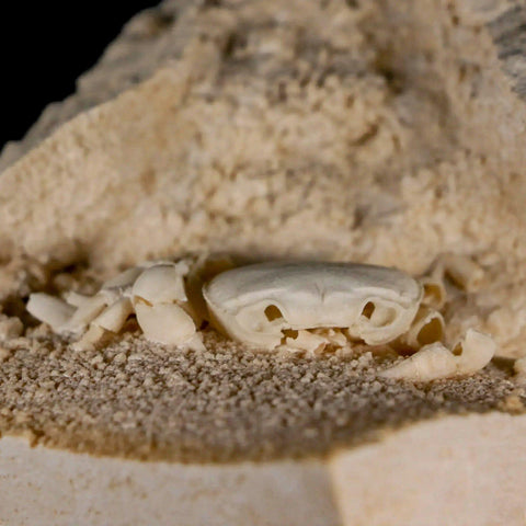 2.3" Potaman Sp Fossil Freshwater Crab In Travertine Denizli Basin Southwest Turkey - Fossil Age Minerals
