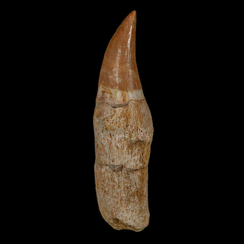 2" Mosasaur Eremiasaurus Fossil Tooth Rooted Cretaceous Dinosaur Era COA