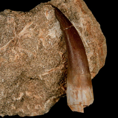 XL 2.1" Plesiosaur Zarafasaura Tooth Fossil In Matrix Cretaceous Dinosaur Era COA