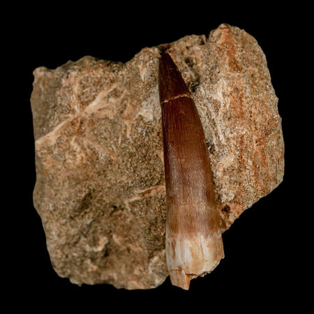 XL 2.1" Plesiosaur Zarafasaura Tooth Fossil In Matrix Cretaceous Dinosaur Era COA