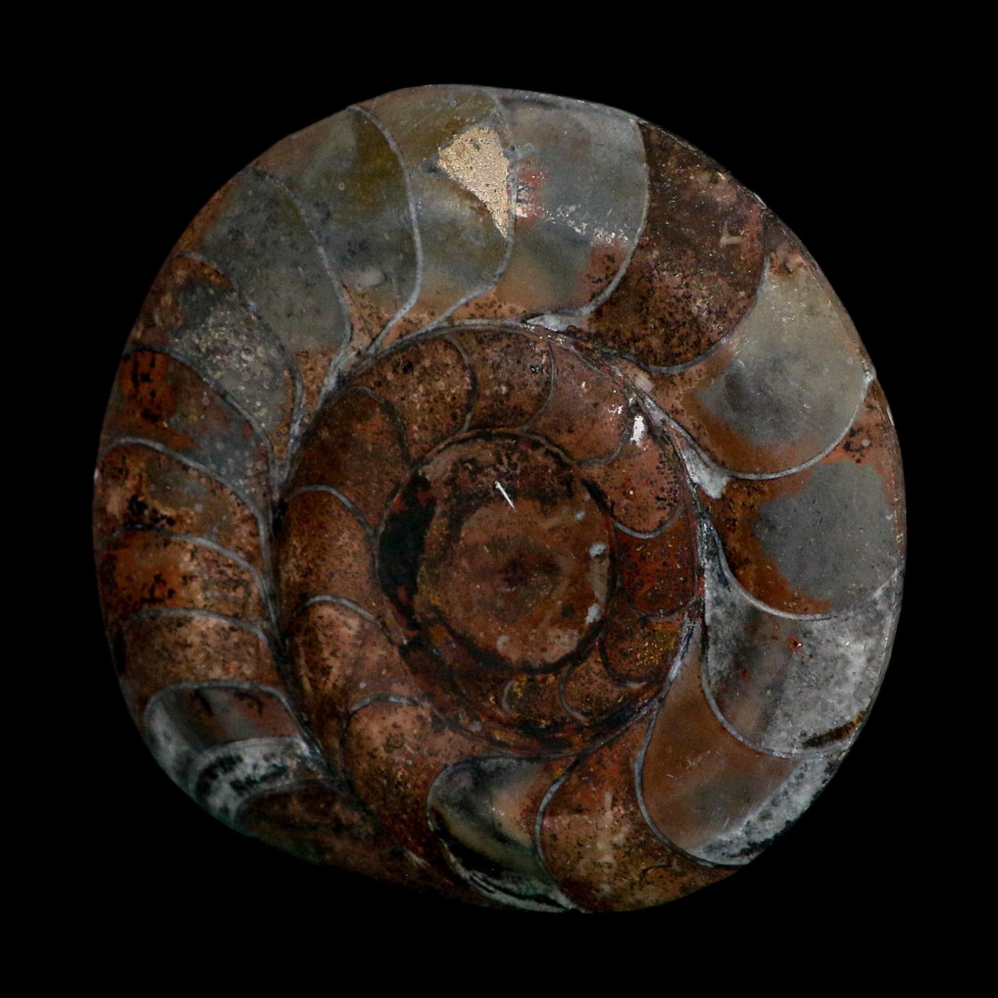 4.6" Goniatite Ammonite Fossil Polished Morocco Devonian Age COA