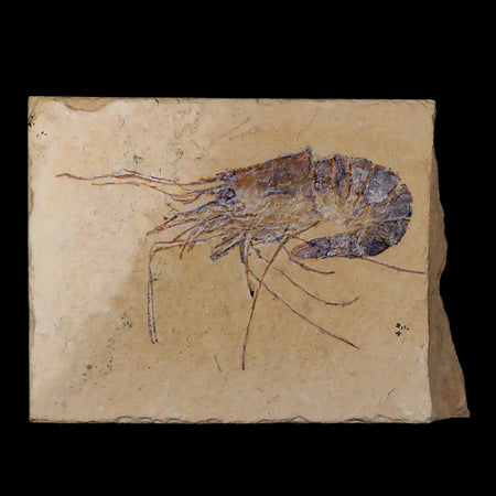 2.8" Fossil Shrimp Carpopenaeus Cretaceous Age 100 Mil Yrs Old Lebanon COA