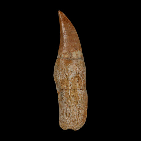2" Mosasaur Eremiasaurus Fossil Tooth Rooted Cretaceous Dinosaur Era COA