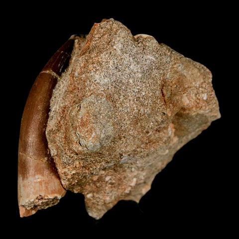 XL 2.1" Plesiosaur Zarafasaura Tooth Fossil In Matrix Cretaceous Dinosaur Era COA