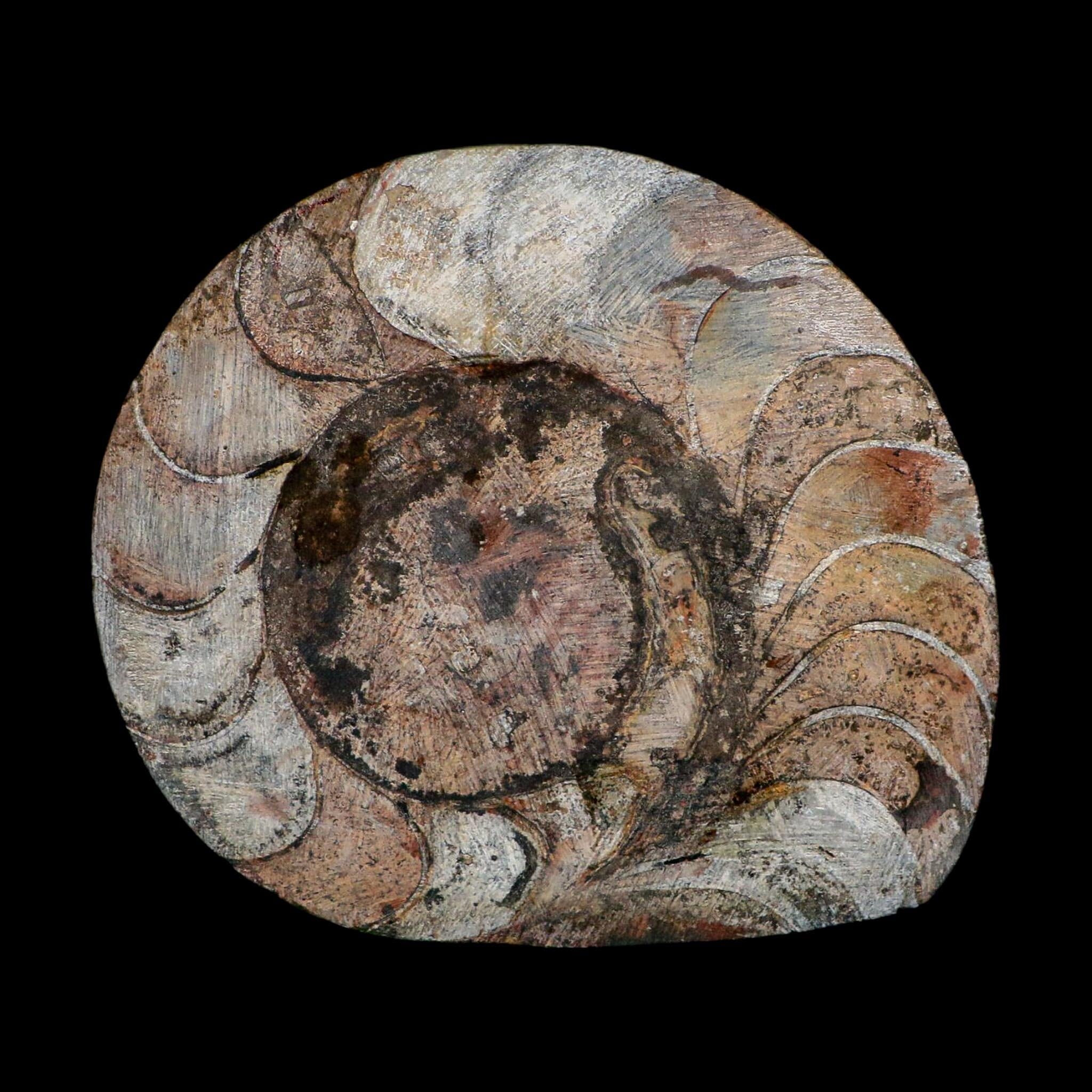 4.6" Goniatite Ammonite Fossil Polished Morocco Devonian Age COA