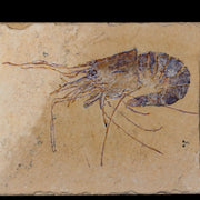 2.8" Fossil Shrimp Carpopenaeus Cretaceous Age 100 Mil Yrs Old Lebanon COA