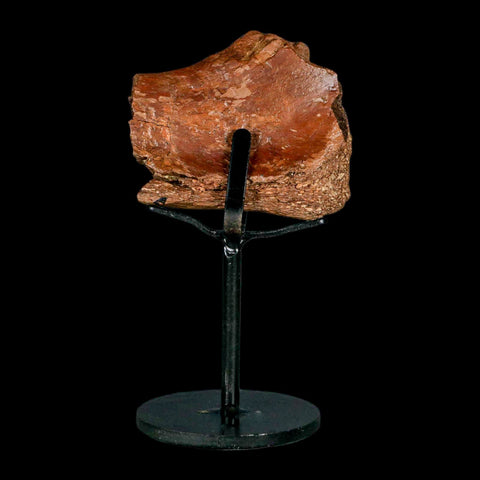 2.4" Ankylosaurus Fossil Femur Bone Aguja Formation Texas Cretaceous Dinosaur Stand - Fossil Age Minerals
