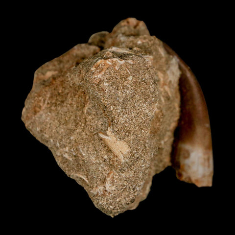 XL 2.1" Plesiosaur Zarafasaura Tooth Fossil In Matrix Cretaceous Dinosaur Era COA