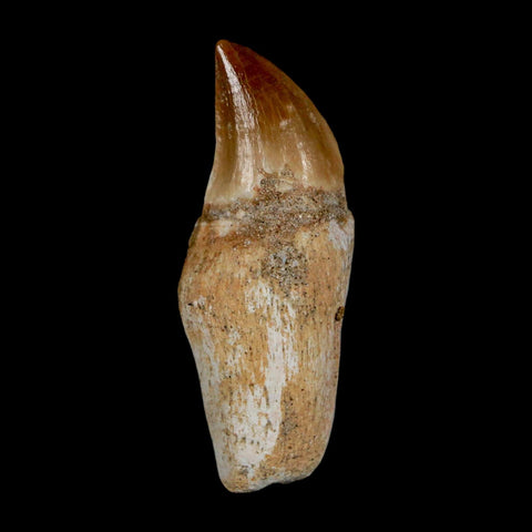 1.8" Halisaurus Walkeri Mosasaur Fossil Tooth Rooted Cretaceous Dinosaur Era COA - Fossil Age Minerals