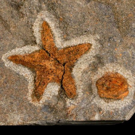 27MM Brittlestar Petraster Starfish Fossil Ordovician Age Blekus Morocco COA