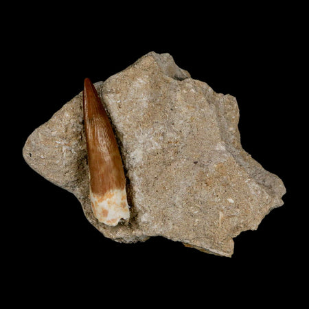 1.7" Plesiosaur Zarafasaura Tooth Fossil In Matrix Cretaceous Dinosaur Era COA