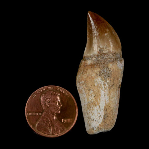 1.8" Halisaurus Walkeri Mosasaur Fossil Tooth Rooted Cretaceous Dinosaur Era COA - Fossil Age Minerals