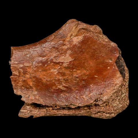 2.4" Ankylosaurus Fossil Femur Bone Aguja Formation Texas Cretaceous Dinosaur Stand - Fossil Age Minerals