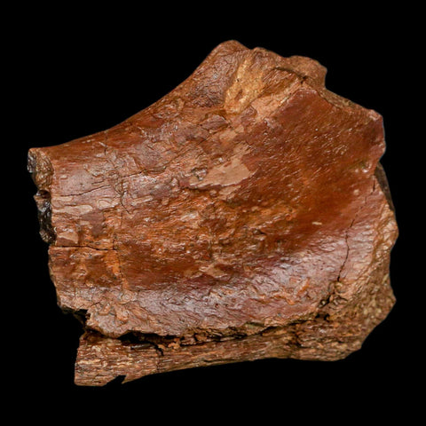 2.4" Ankylosaurus Fossil Femur Bone Aguja Formation Texas Cretaceous Dinosaur Stand - Fossil Age Minerals