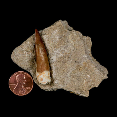 1.7" Plesiosaur Zarafasaura Tooth Fossil In Matrix Cretaceous Dinosaur Era COA