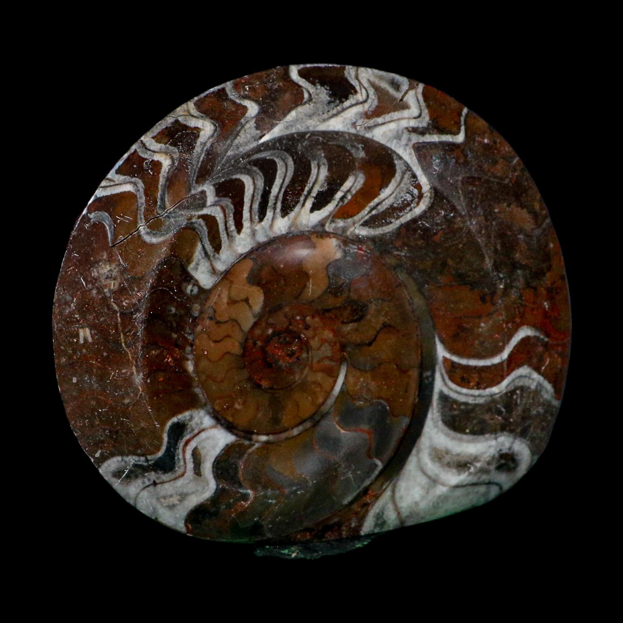 4.6" Goniatite Ammonite Fossil Polished Morocco Devonian Age COA