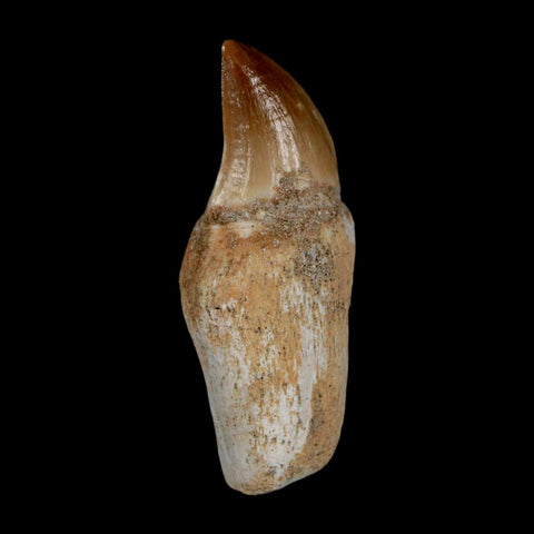 1.8" Halisaurus Walkeri Mosasaur Fossil Tooth Rooted Cretaceous Dinosaur Era COA - Fossil Age Minerals
